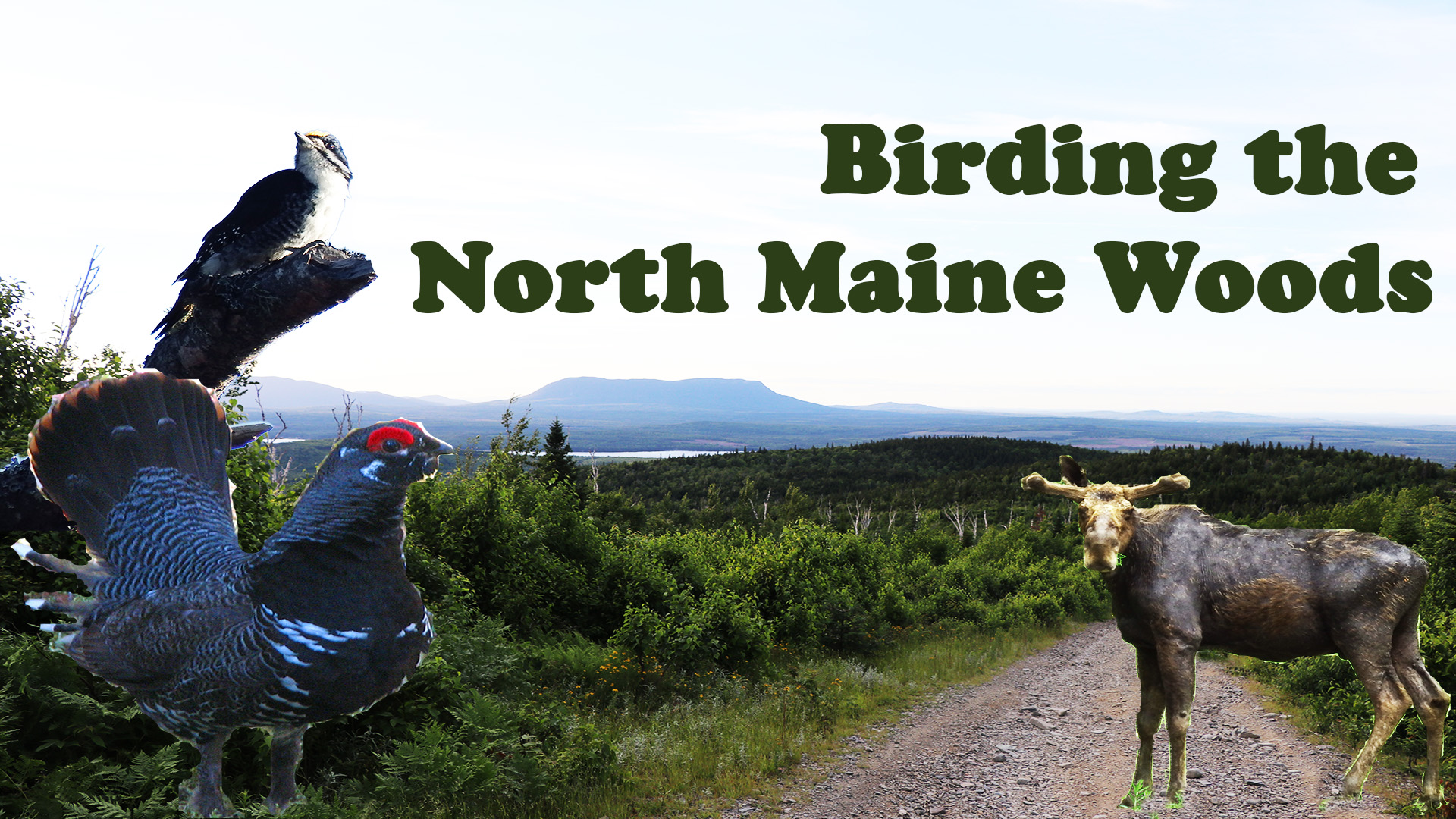 Birding the North Maine Woods